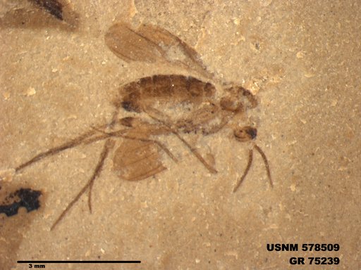 Genus sp
