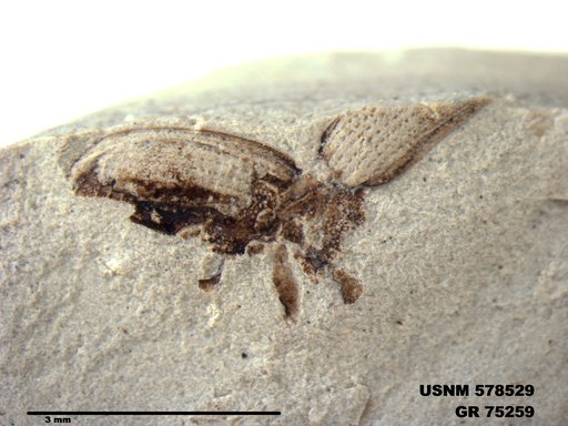 Genus sp