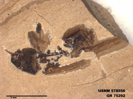 Genus sp