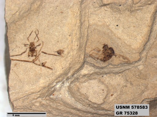 Insecta