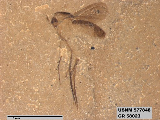 Insecta