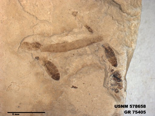 Genus sp