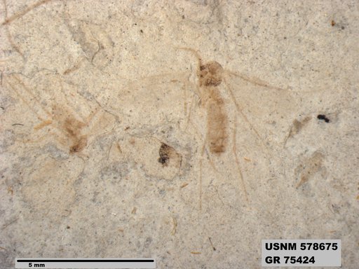 Insecta