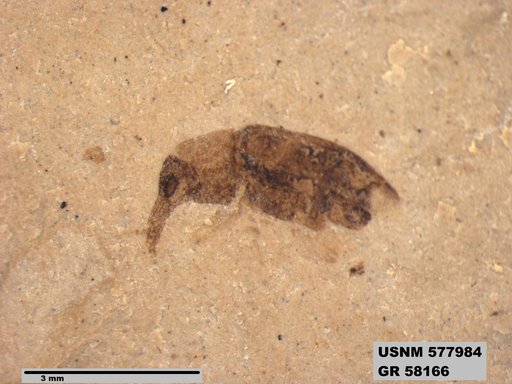 Insecta