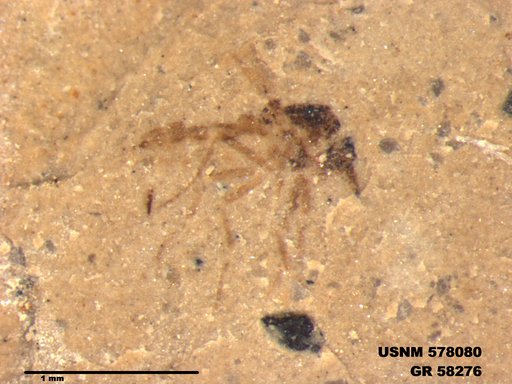 Insecta