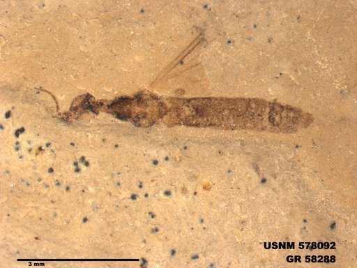 Insecta