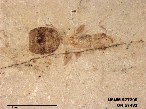 Insecta