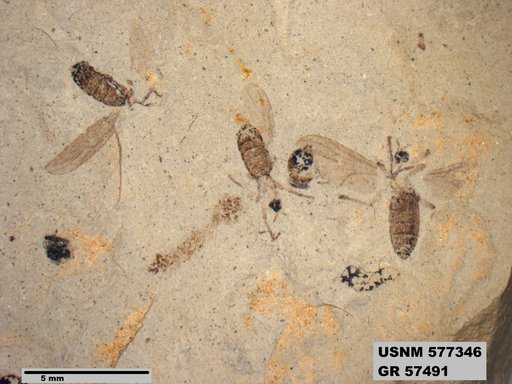 Insecta
