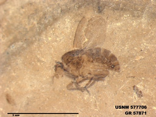 Insecta