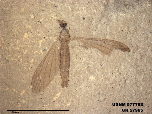 Insecta