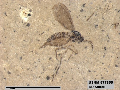 Insecta
