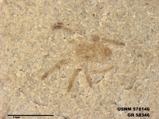 Insecta