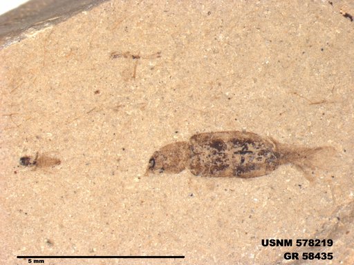 Agulla protomaculata