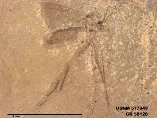 Insecta