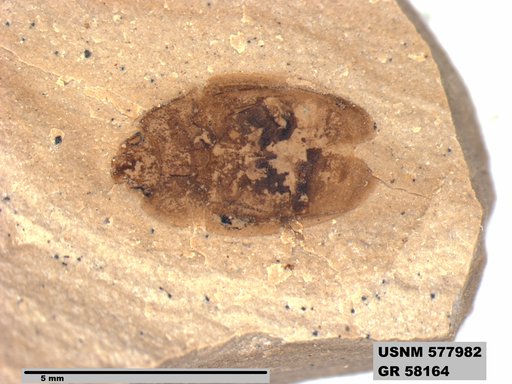 Insecta