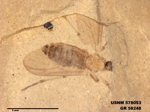 Insecta