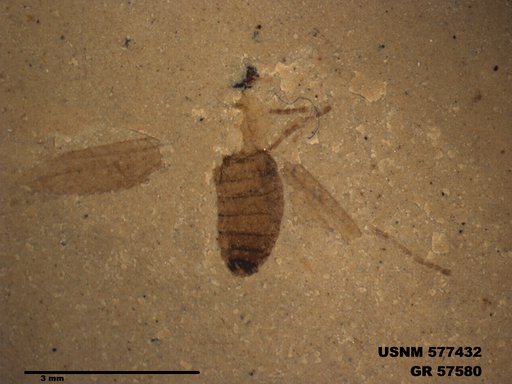 Insecta