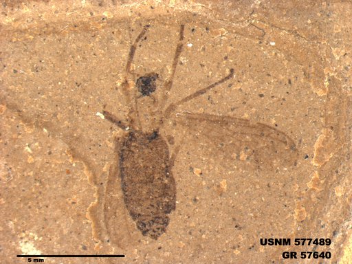 Insecta
