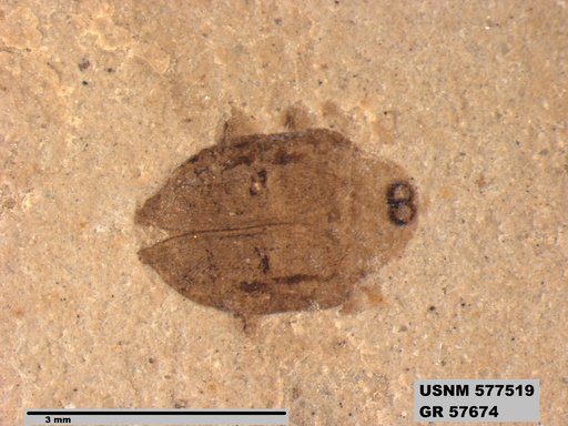 Insecta