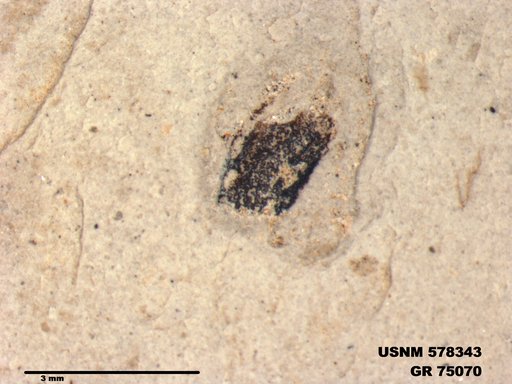 Genus sp