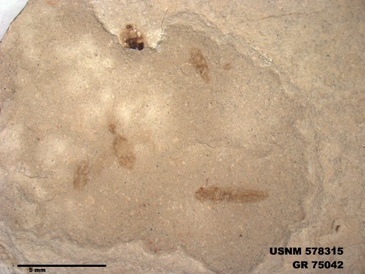 Insecta