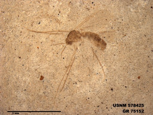 Genus sp