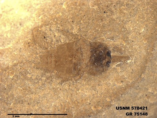 Genus sp