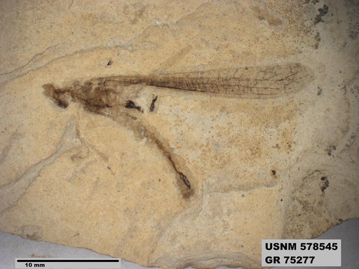 Eoerianthus eocaenicus
