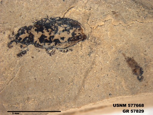Insecta