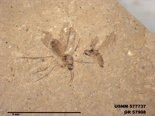 Insecta