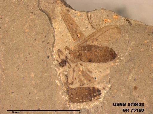 Genus sp