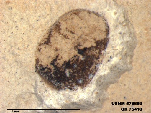 Insecta