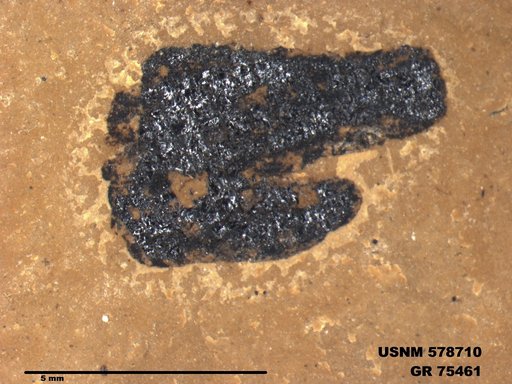 Insecta