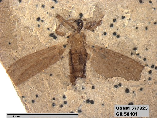 Insecta
