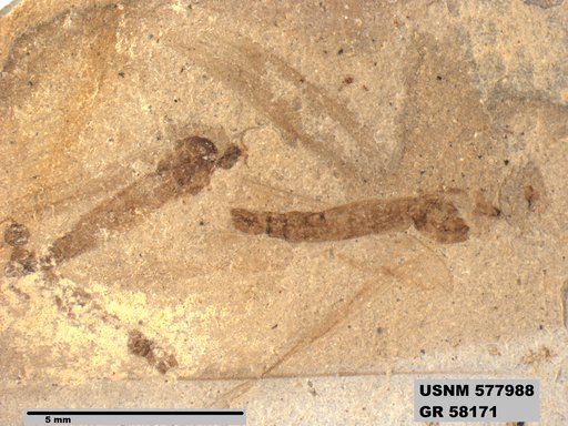 Insecta