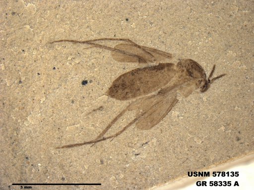 Insecta
