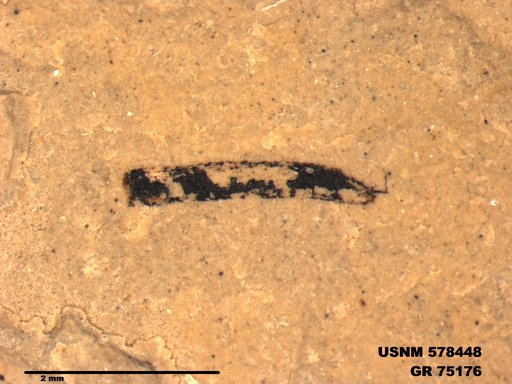 Genus sp