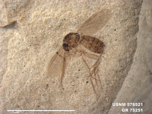Genus sp