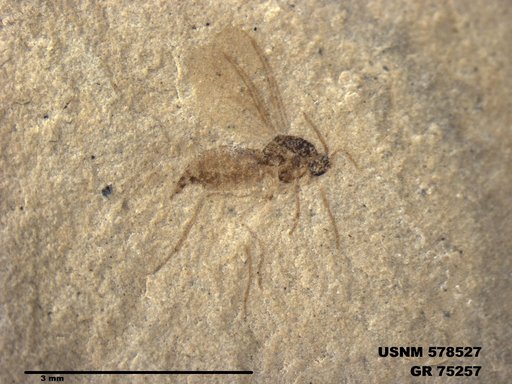 Genus sp