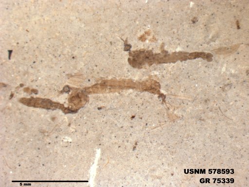 Genus sp