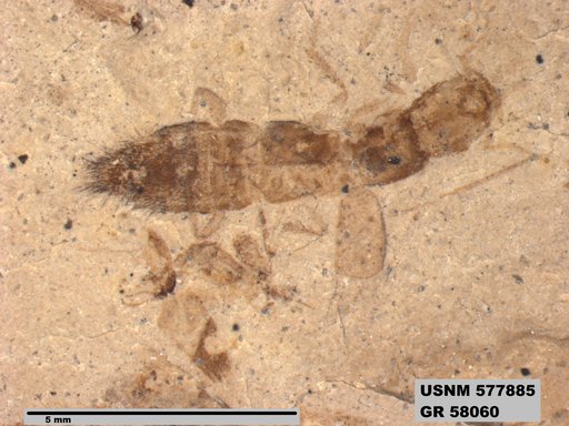 Insecta