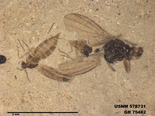 Insecta