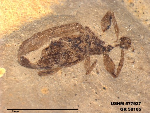 Insecta