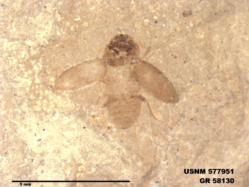 Insecta