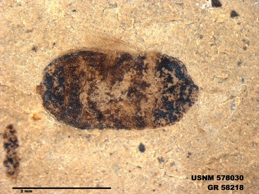 Genus sp