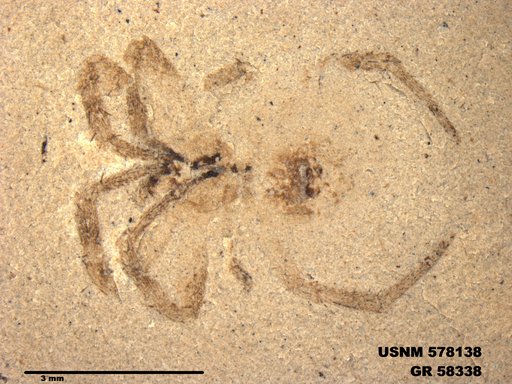 Insecta