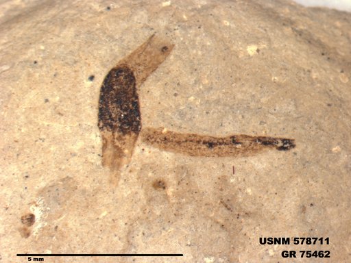 Insecta