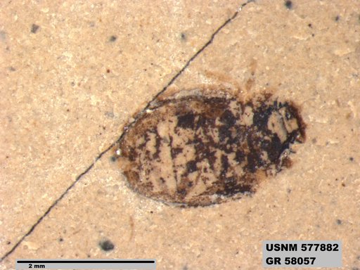 Insecta