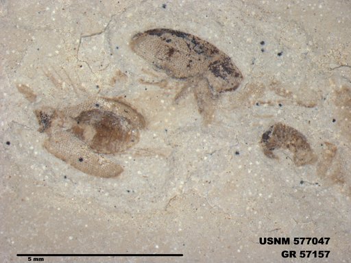Insecta