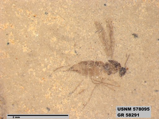 Insecta